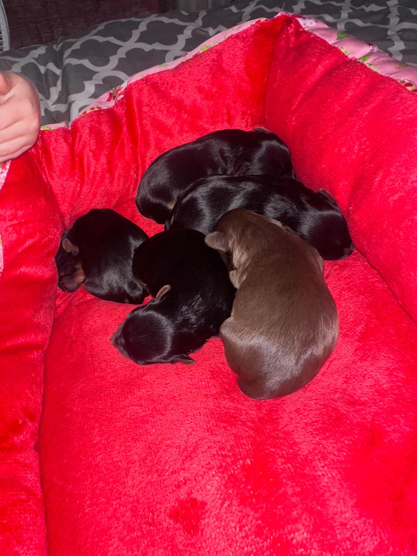 #2 AKC CKC Female Dark Traditional Yorkie Possibly carries Parti, Chocolate, Chocolate Parti