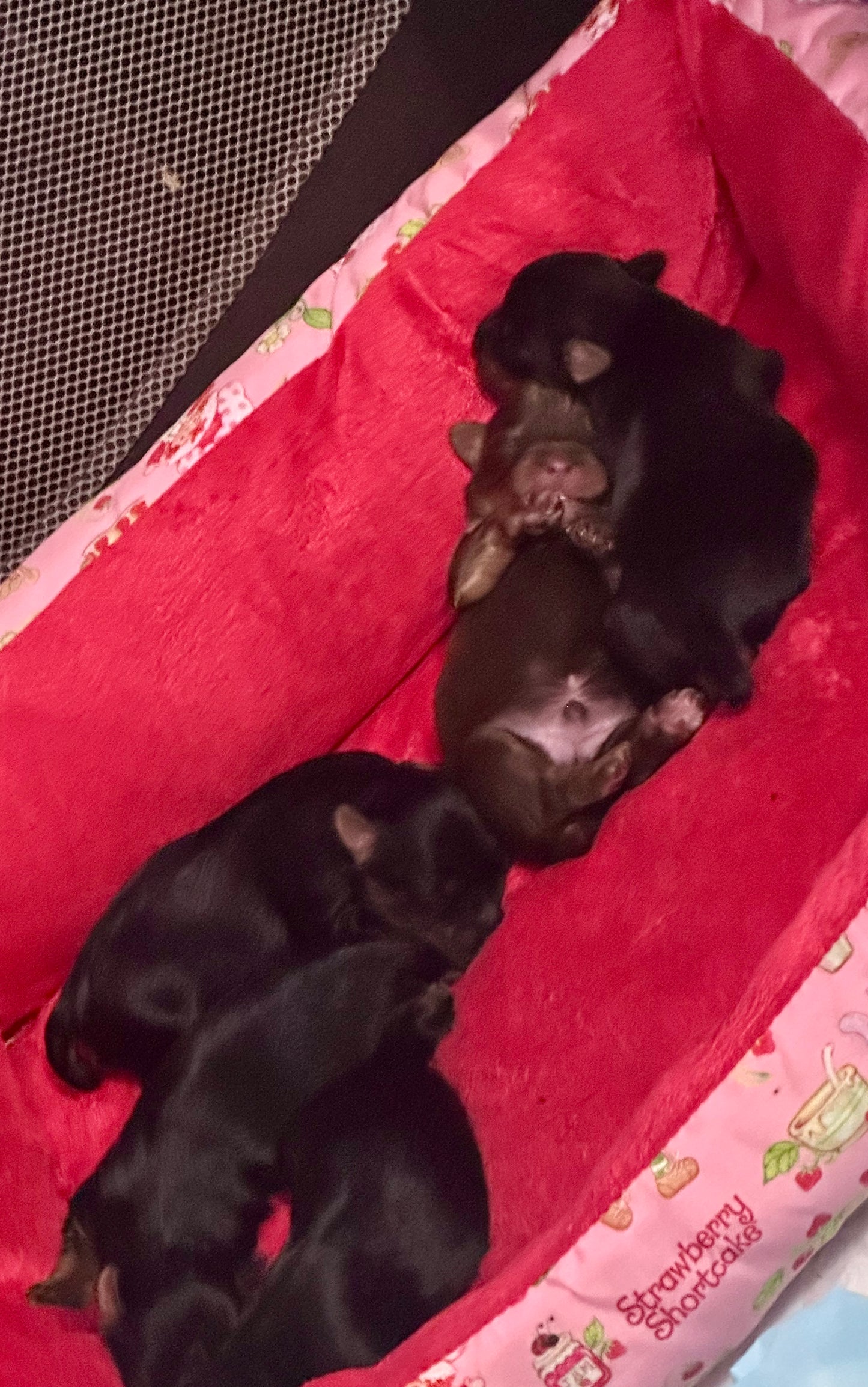 #3 AKC CKC Female Dark Traditional Yorkie Possibly carries Parti, Chocolate, Chocolate Parti