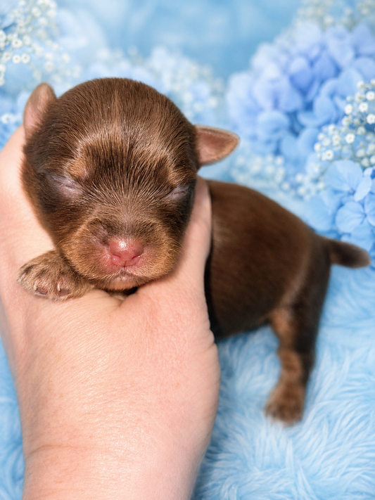 AKC CKC Chocolate Male Female Yorkie Possibly carries Parti, Chocolate, Chocolate Parti