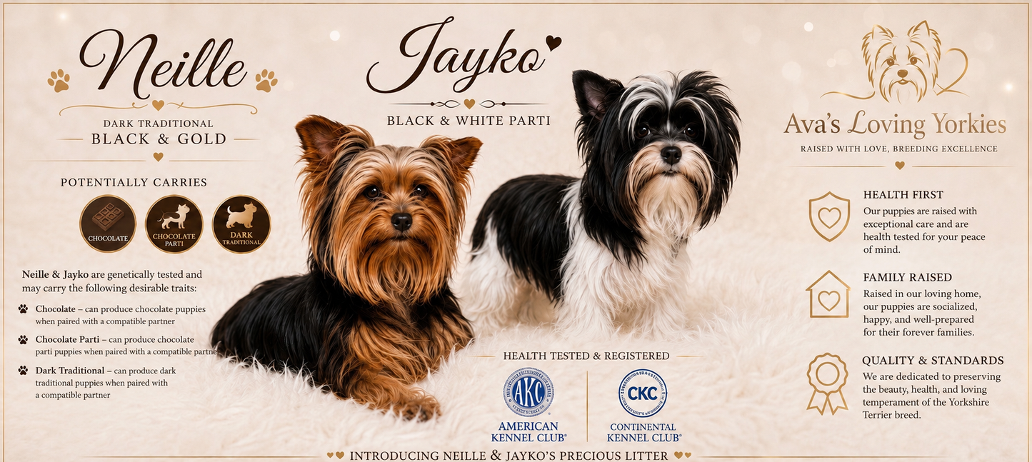 #1 AKC CKC Female Dark Traditional Yorkie Possibly carries Parti, Chocolate, Chocolate Parti