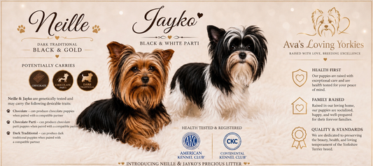 #1 AKC CKC Female Dark Traditional Yorkie Possibly carries Parti, Chocolate, Chocolate Parti