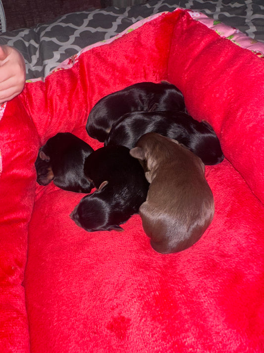 AKC CKC Chocolate Male Female Yorkie Possibly carries Parti, Chocolate, Chocolate Parti