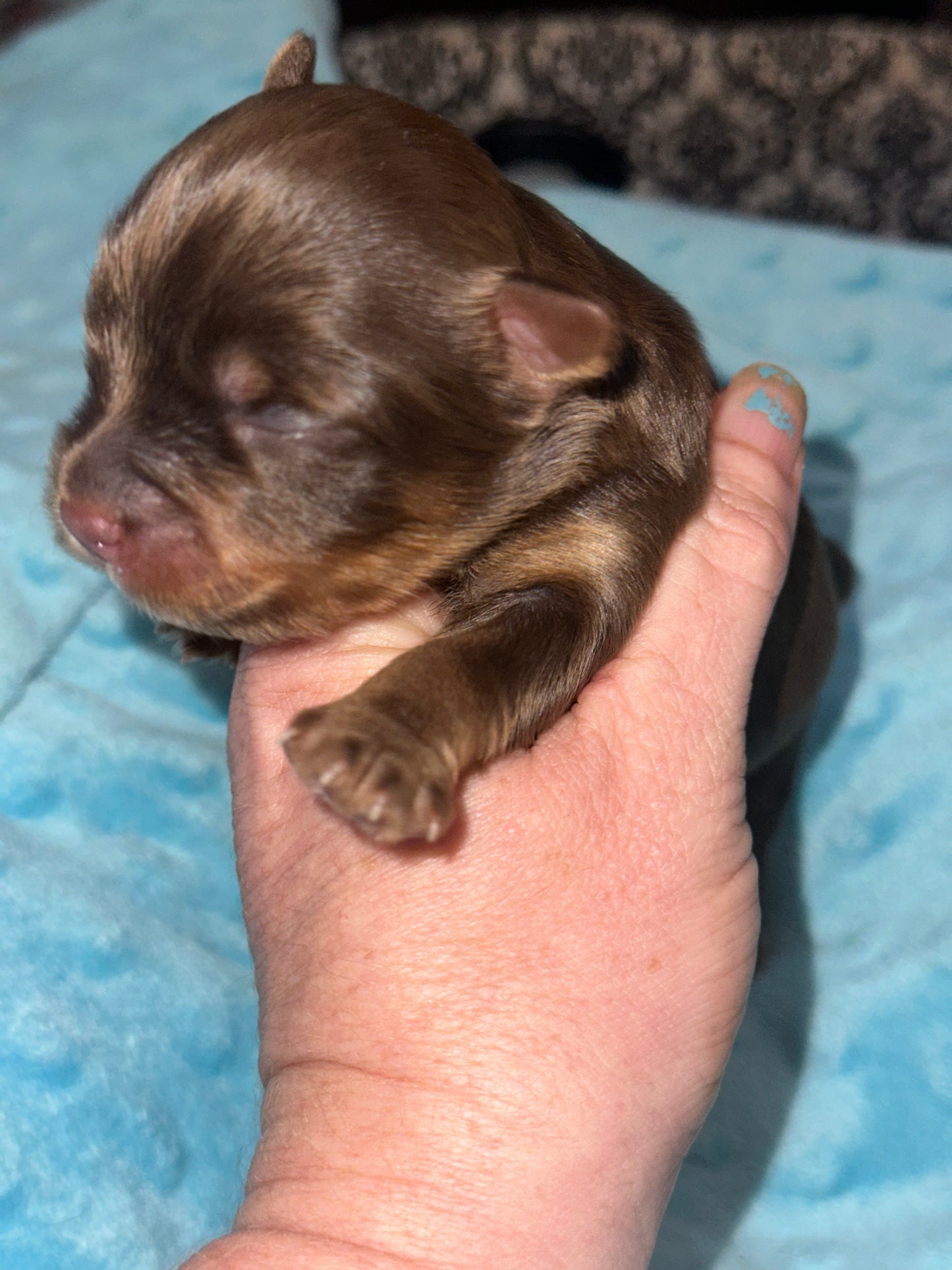AKC CKC Chocolate Male Female Yorkie Possibly carries Parti, Chocolate, Chocolate Parti