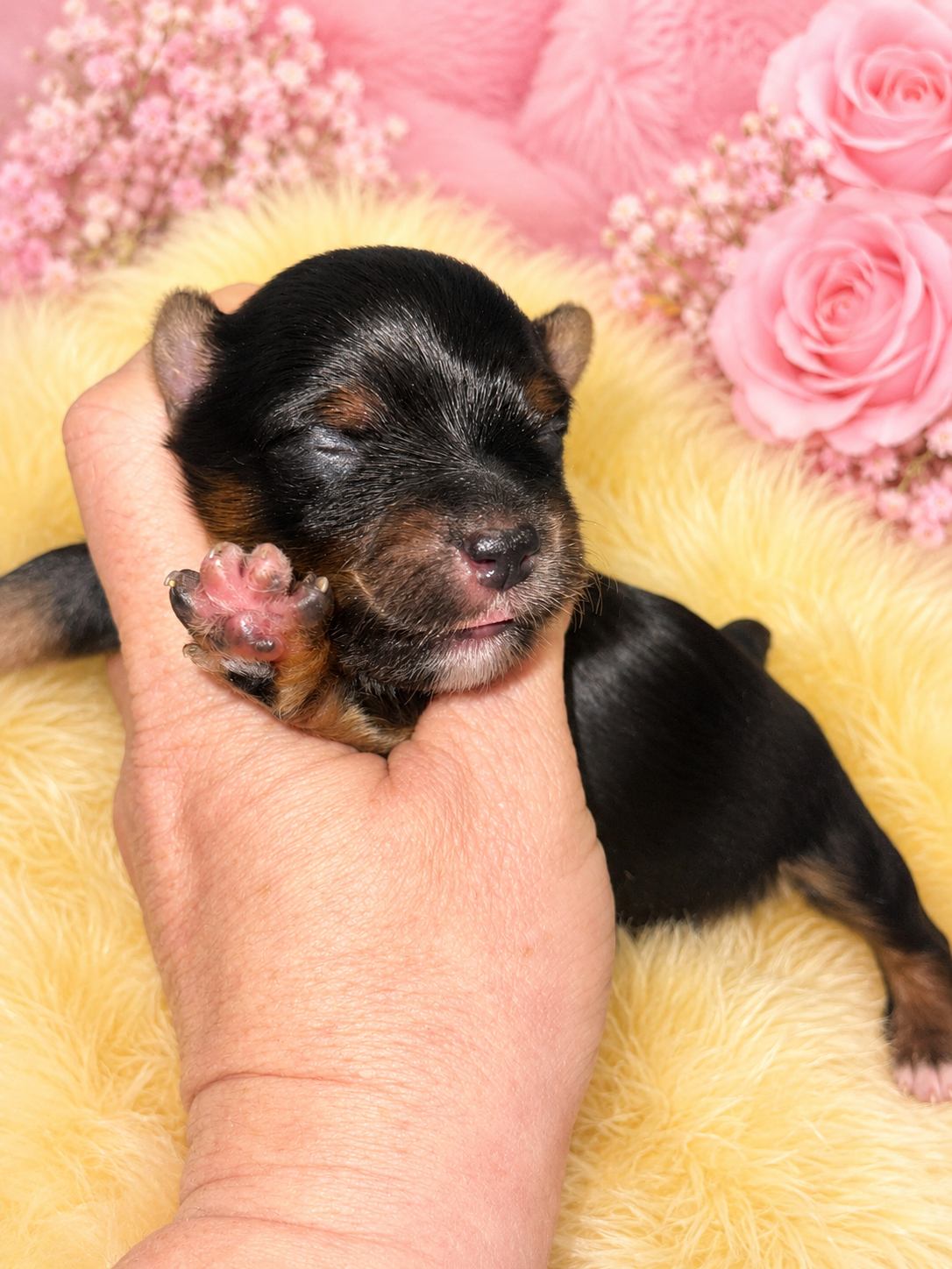 #4 AKC CKC Female Dark Traditional Yorkie Possibly carries Parti, Chocolate, Chocolate Parti