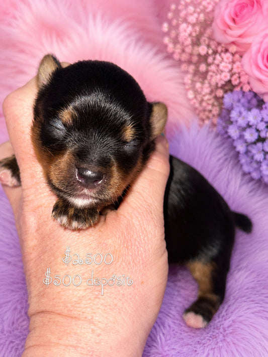 #1 AKC CKC Female Dark Traditional Yorkie Possibly carries Parti, Chocolate, Chocolate Parti