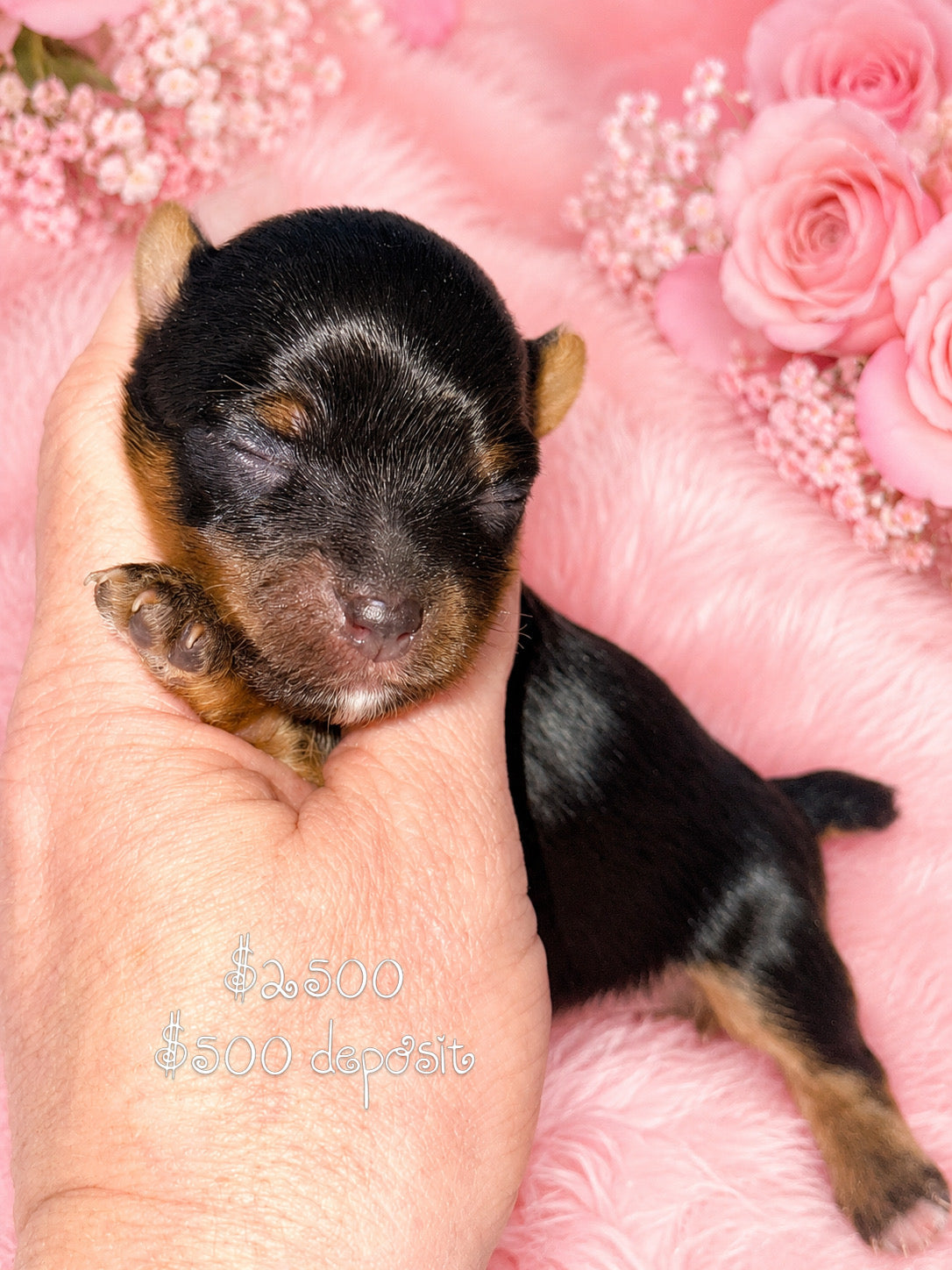 #3 AKC CKC Female Dark Traditional Yorkie Possibly carries Parti, Chocolate, Chocolate Parti