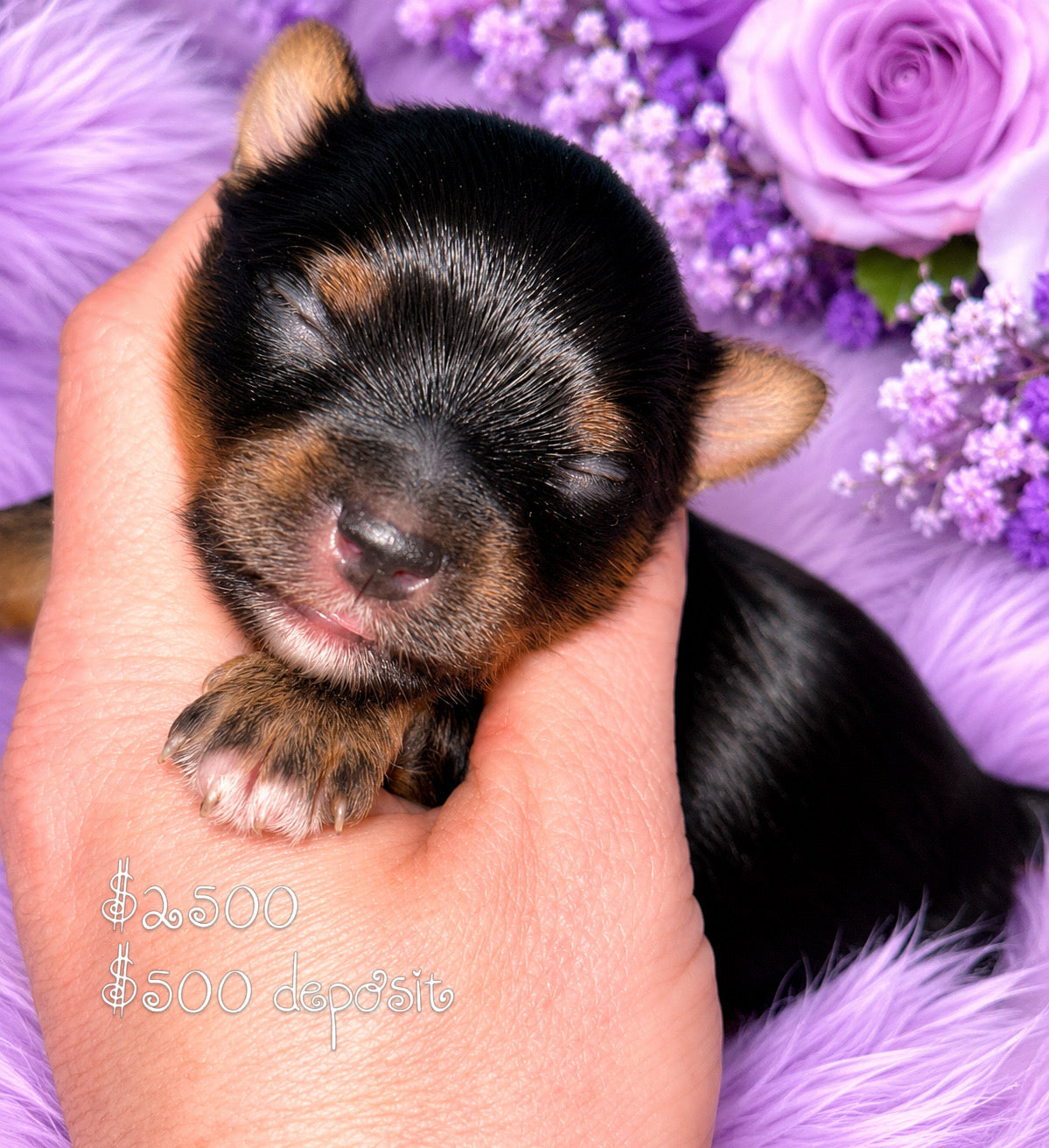 #2 AKC CKC Female Dark Traditional Yorkie Possibly carries Parti, Chocolate, Chocolate Parti