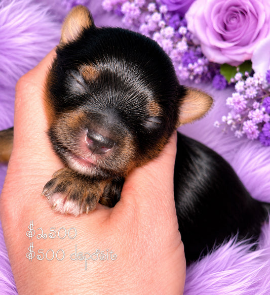 #2 AKC CKC Female Dark Traditional Yorkie Possibly carries Parti, Chocolate, Chocolate Parti