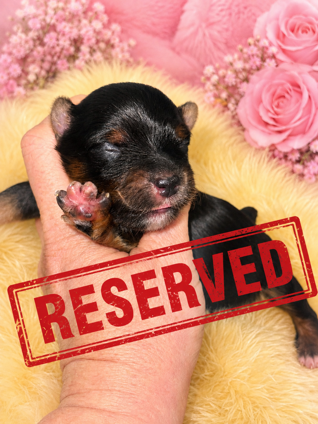 #4 AKC CKC Female Dark Traditional Yorkie Possibly carries Parti, Chocolate, Chocolate Parti